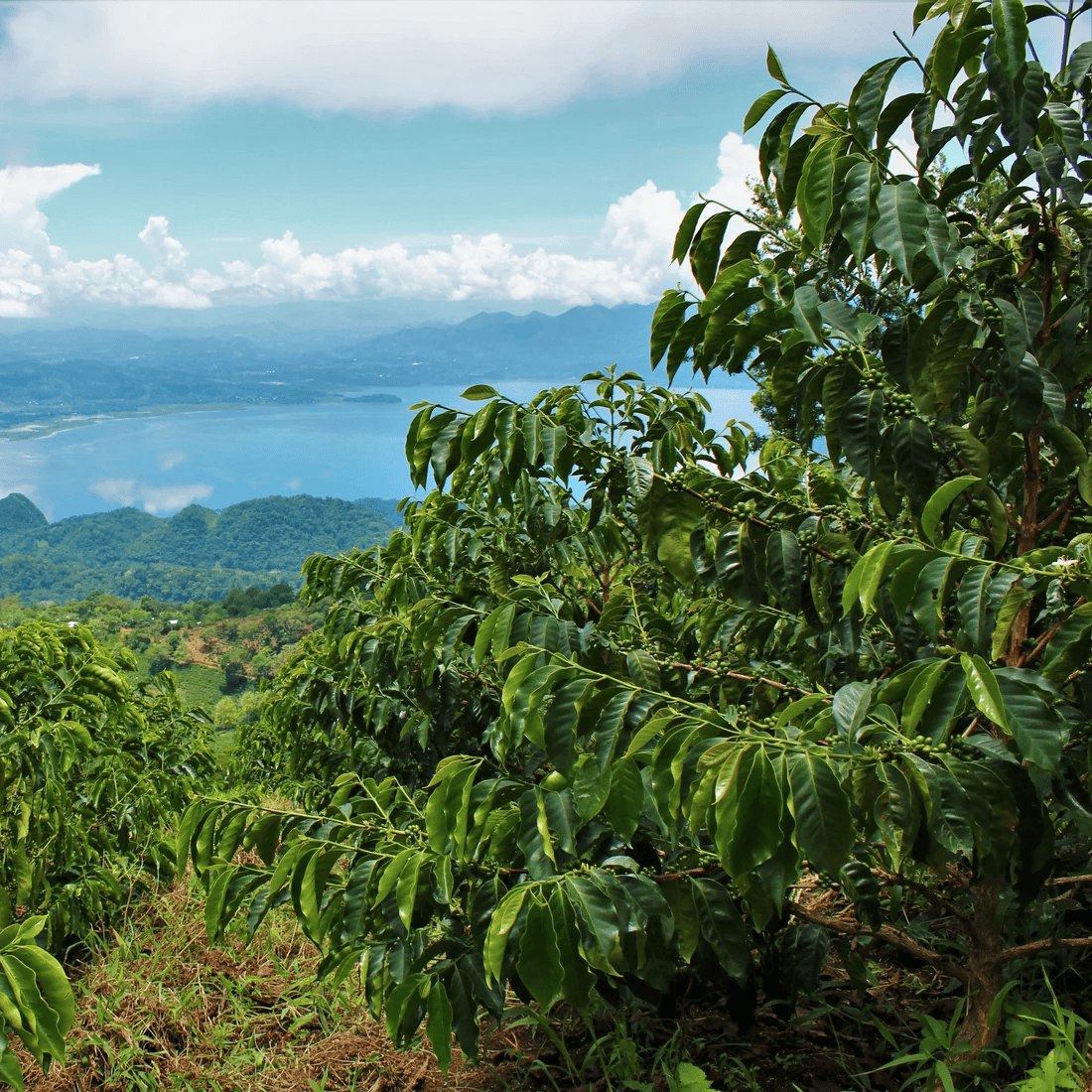 Coffee trees on a hillside above a lake in Honduras